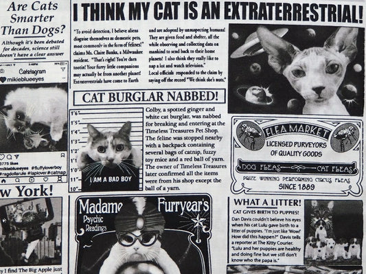 【生地A】キャット新聞
